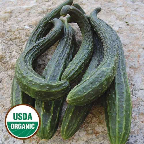 Suyo Long Cucumber Seeds, Organic
