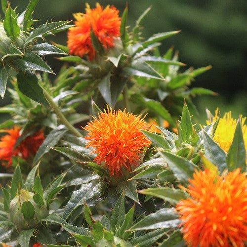 plant safflower seeds Organic Flower, 'Lorenzo Trussoni Heirloom' Safflower Seeds