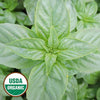 Organic Agostino Reghitto Basil Herb Seeds