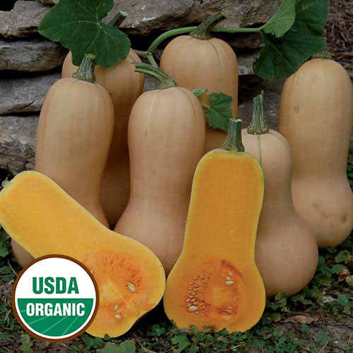 Waltham Butternut Squash Seeds, Organic