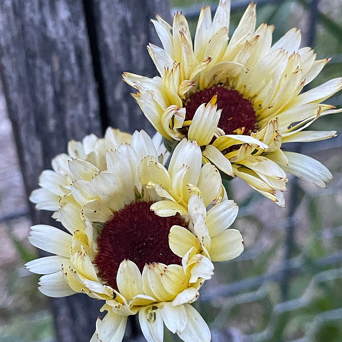 Ivory Princess Calendula Seeds