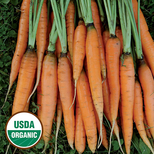 Scarlet Nantes Carrot Seeds, Organic