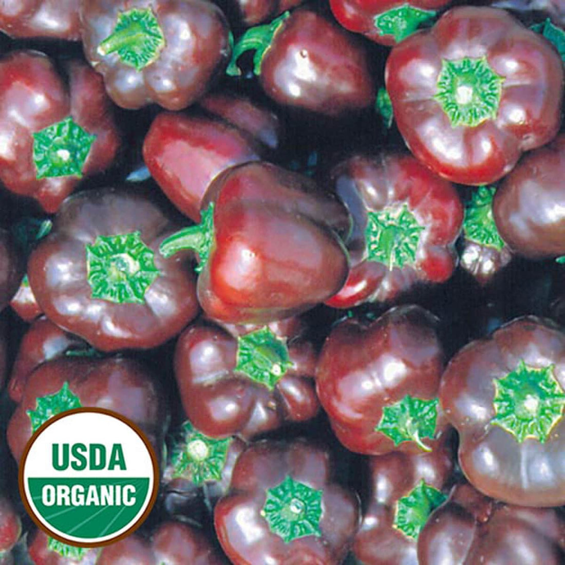 Organic Miniature Chocolate Bell Pepper