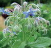 Borage - Borago officinalis Seeds