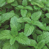 Organic Lemon Balm - Melissa officinalis Seeds