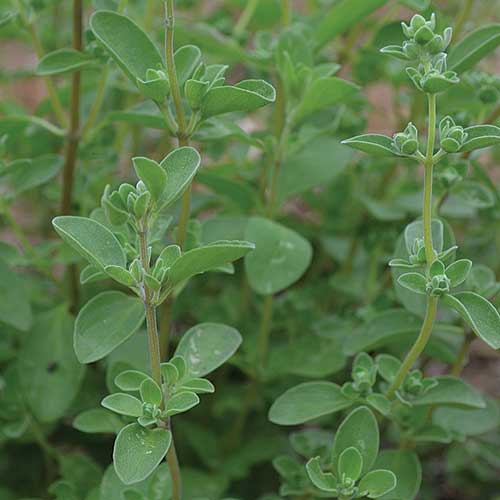 Sweet Marjoram Seeds