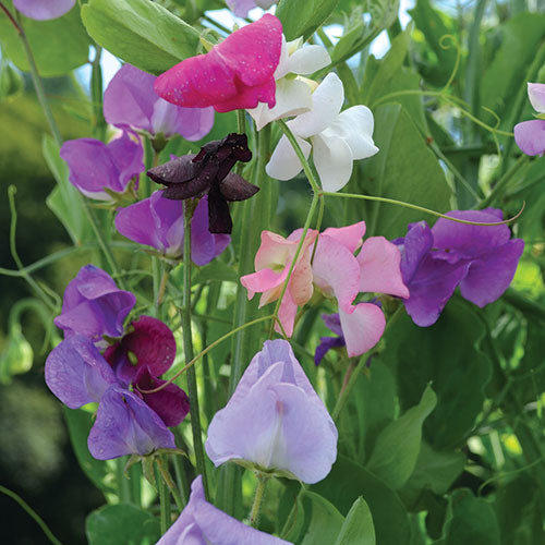 Grandiflora Sweet Pea Mix Seeds