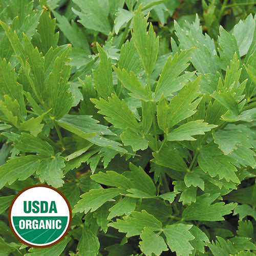 Lovage "Magnus" Seeds, Organic