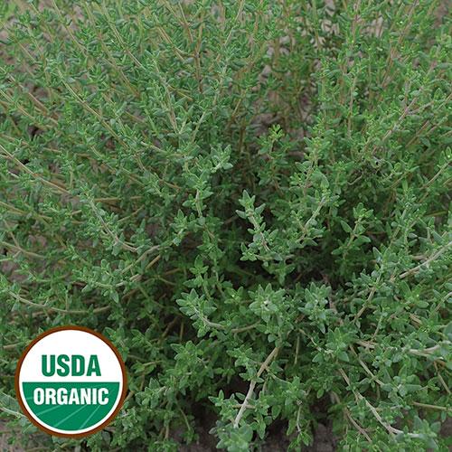 Thyme Seeds, Organic
