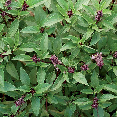 Thai Basil Seeds Organic Plant Material