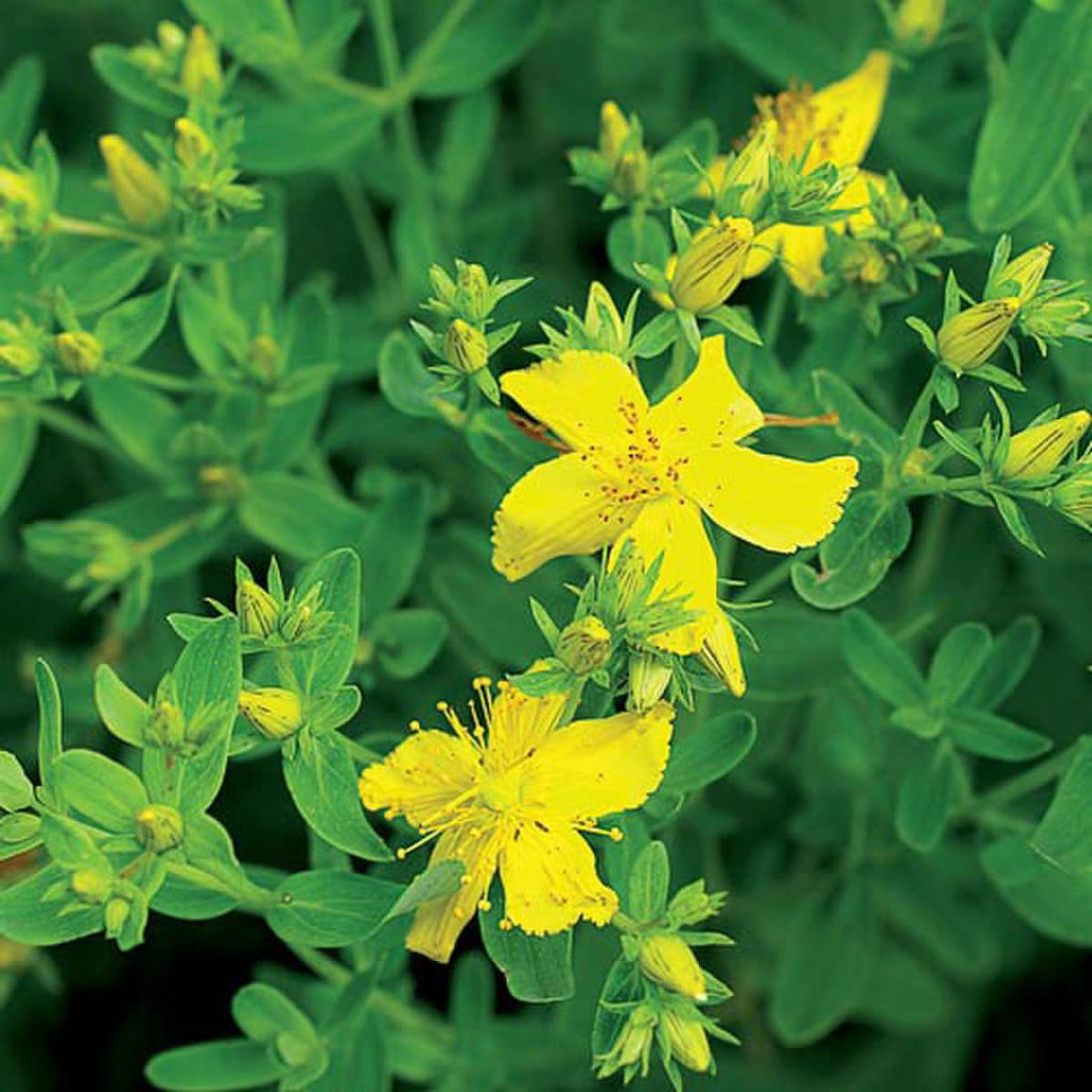St. John's Wort, Hypericum perforatum Seeds
