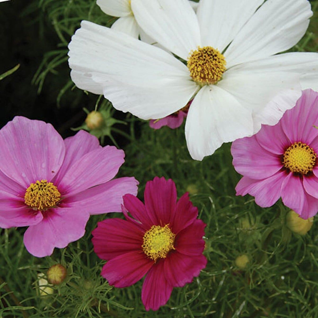 Sensation Cosmos Mix Seeds