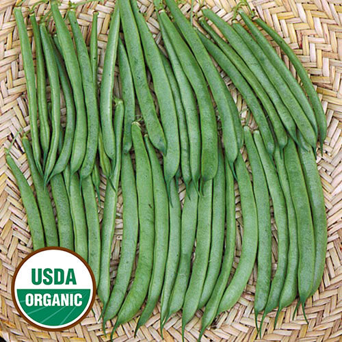 Climbing French Bean Seeds, Organic