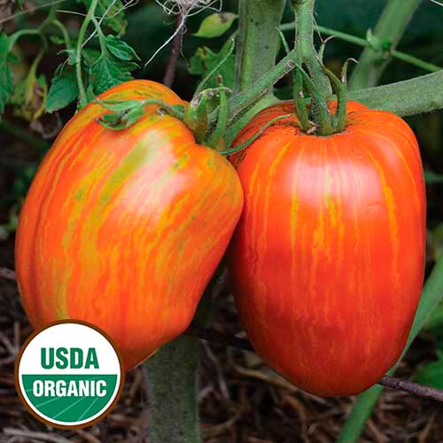 Speckled Roman Tomato Seeds, Organic