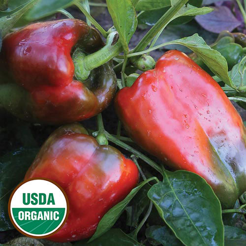 Napoleon Sweet Pepper Seeds, Organic