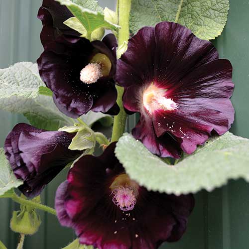 Black Hollyhock Seeds