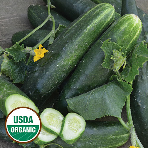 Japanese Climbing Cucumber Seeds, Organic