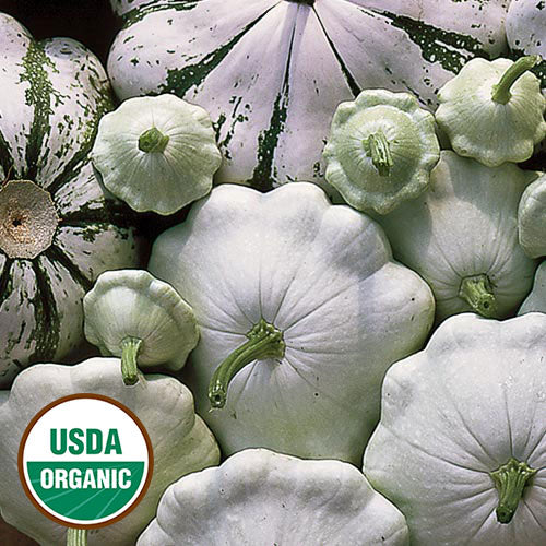 Patisson Panache Verte et Blanc Seeds, Organic