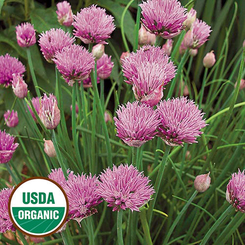 Chive Seeds, Organic