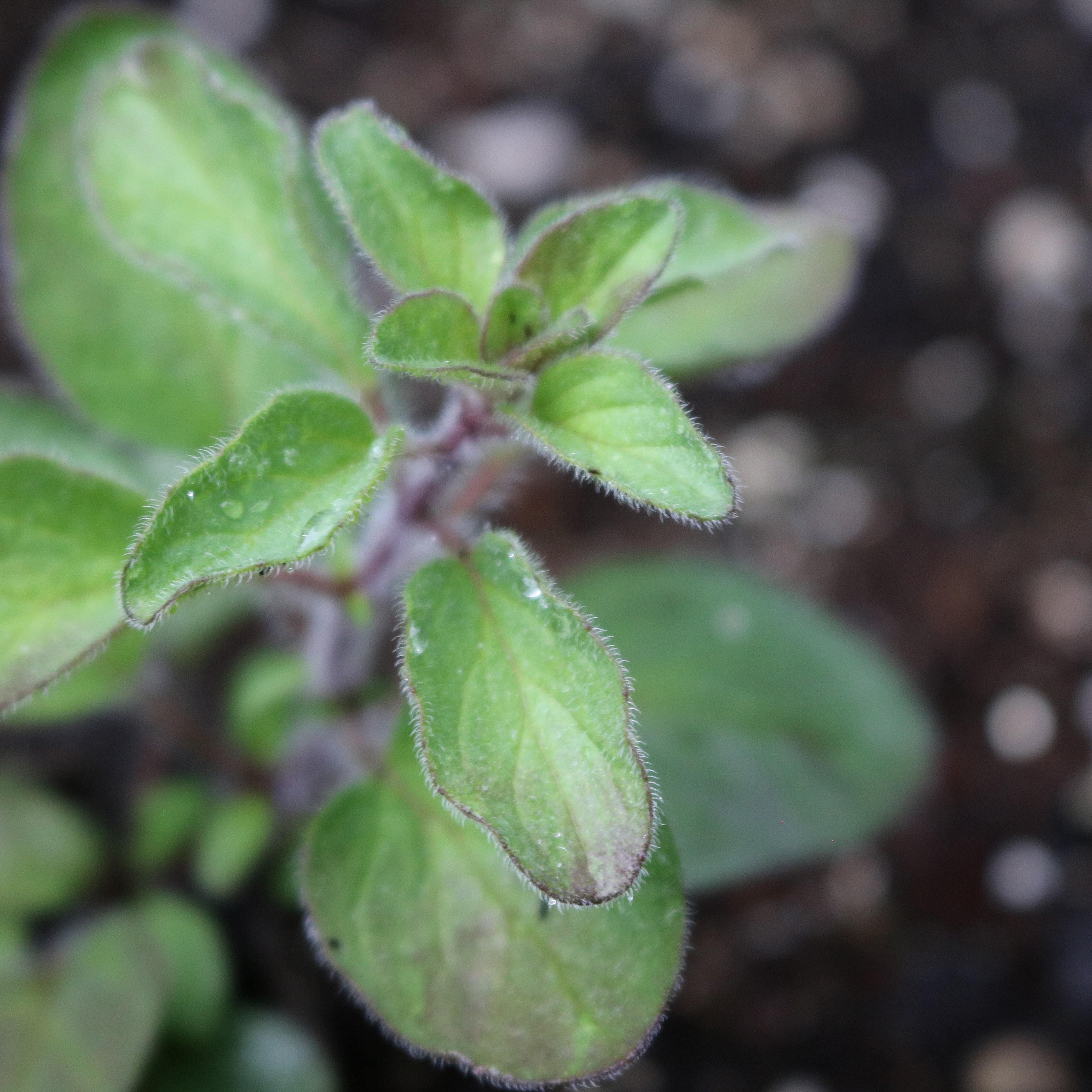Greek Oregano Seeds Plant Material