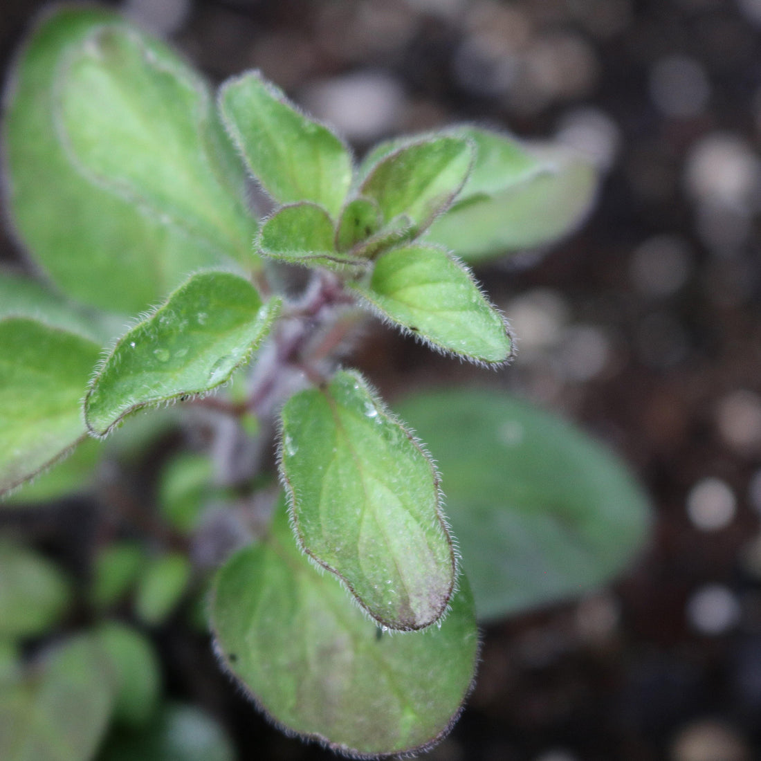 Greek Oregano Seeds