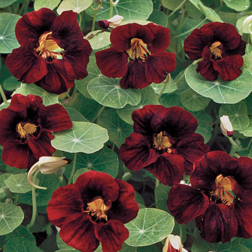 velvet plant seeds Black Velvet Nasturtium Seeds