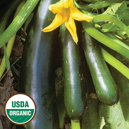 Black Beauty Zucchini Seeds, Organic