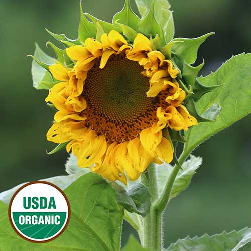 plant giant sunflower seeds Mongolian Giant Sunflower Seeds, Organic