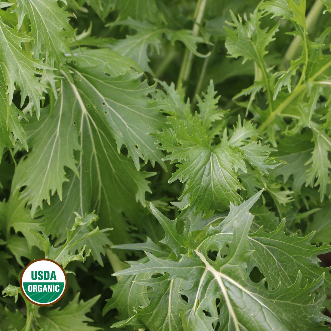 Mizuna Asian Green Seeds, Organic