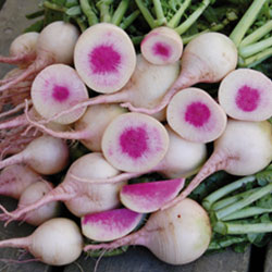 Watermelon Radish Seeds