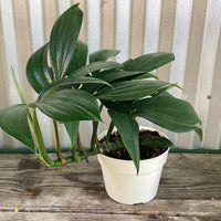 Rhaphidophora decursiva 'Dragon Tail'