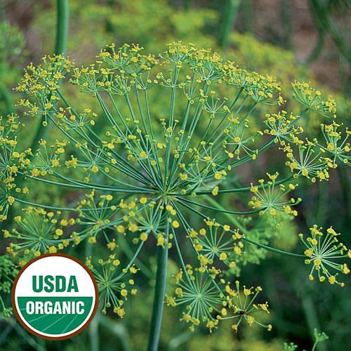 Dill Bouquet Seeds, Organic