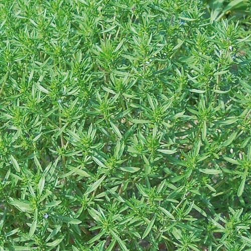 Summer Savory Seeds
