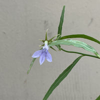 Lobelia dunnii, Dunn's Lobelia