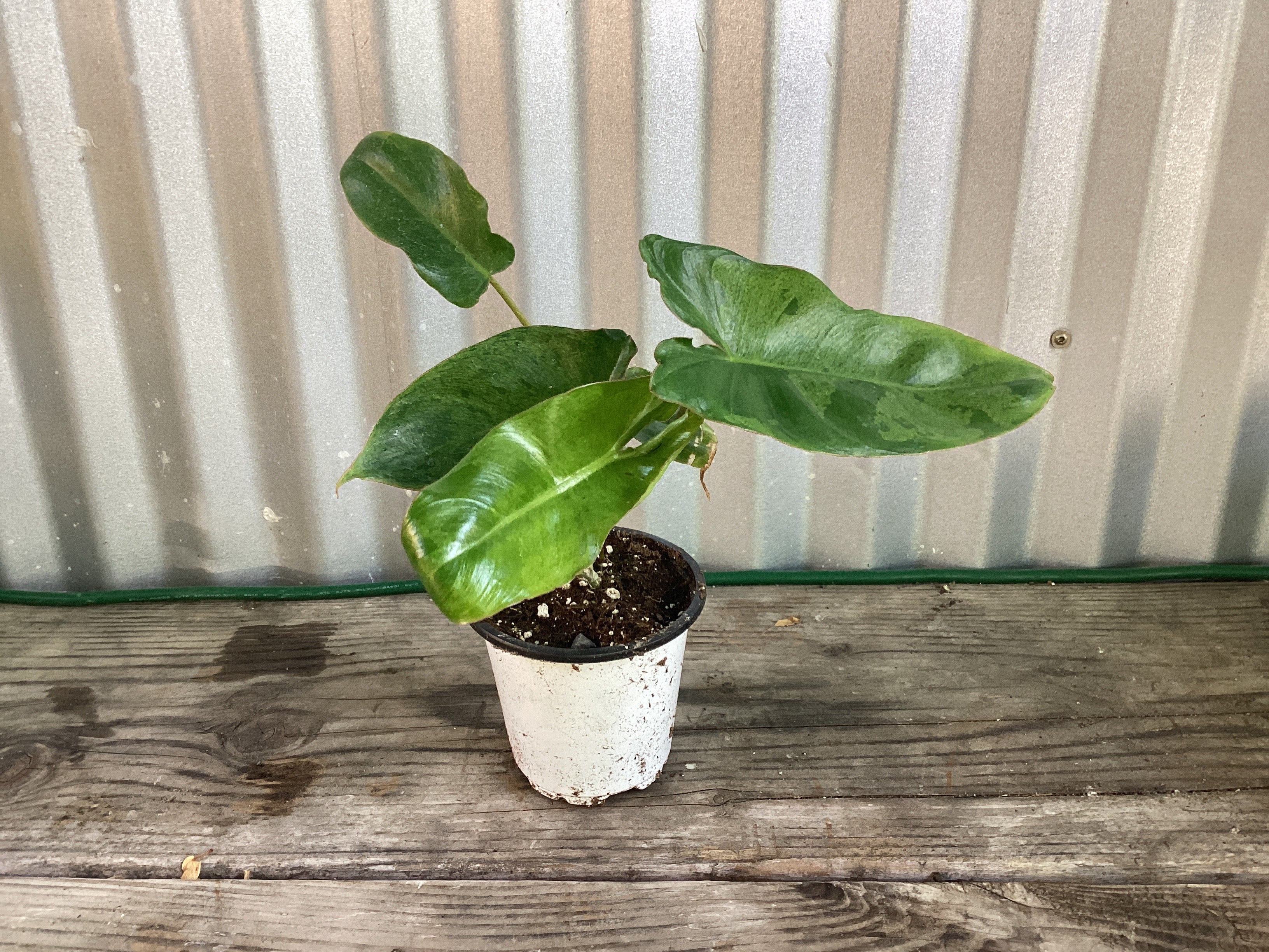 Philodendron Paraiso Verde – Plant Material