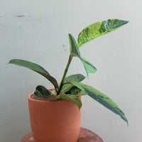 Ficus Elastica Shivereana ‘Moonshine’