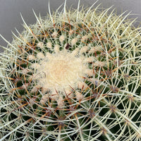 Echinocactus grusonii