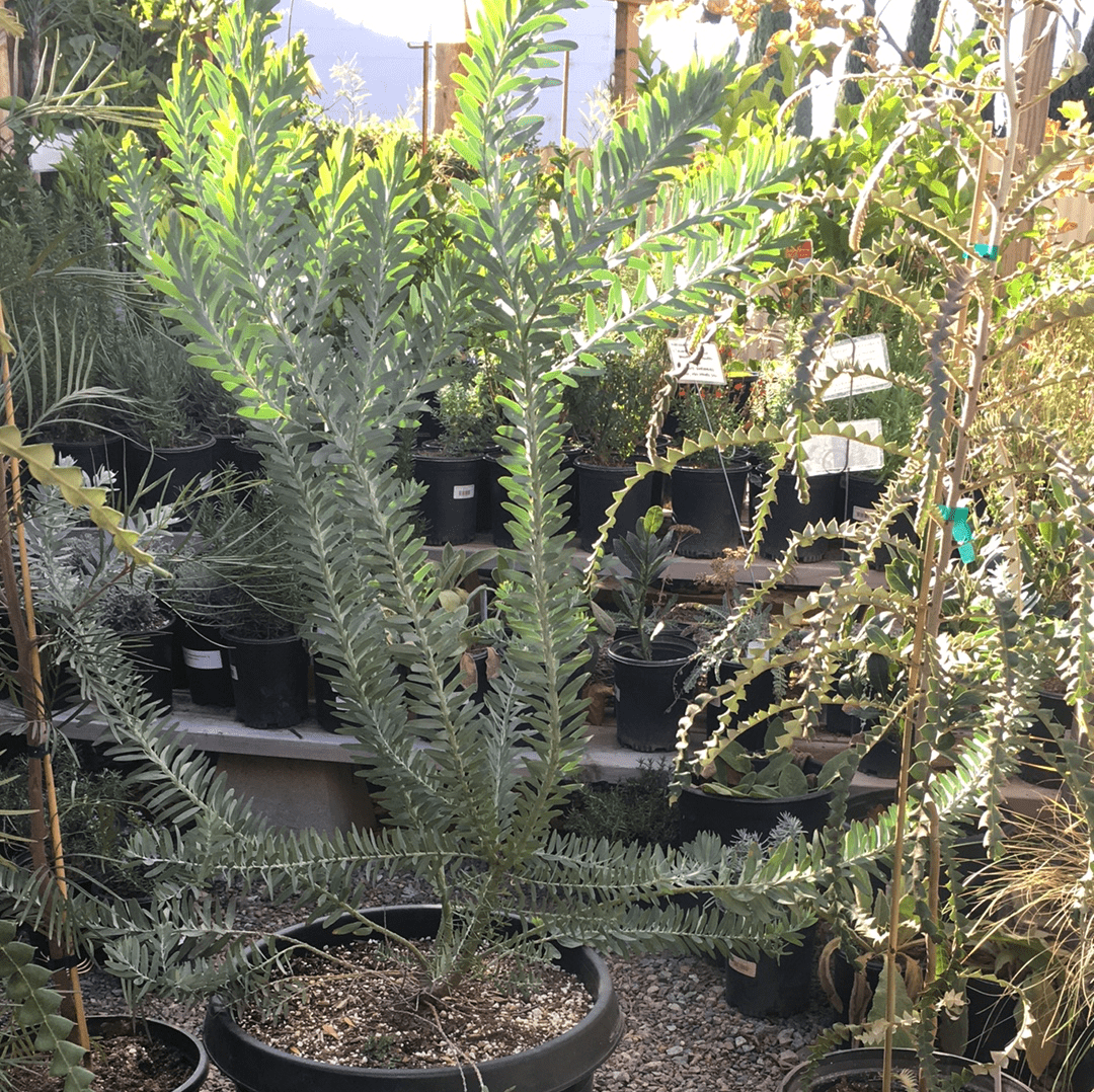 acacia house plant Acacia covenyi, Blue Bush