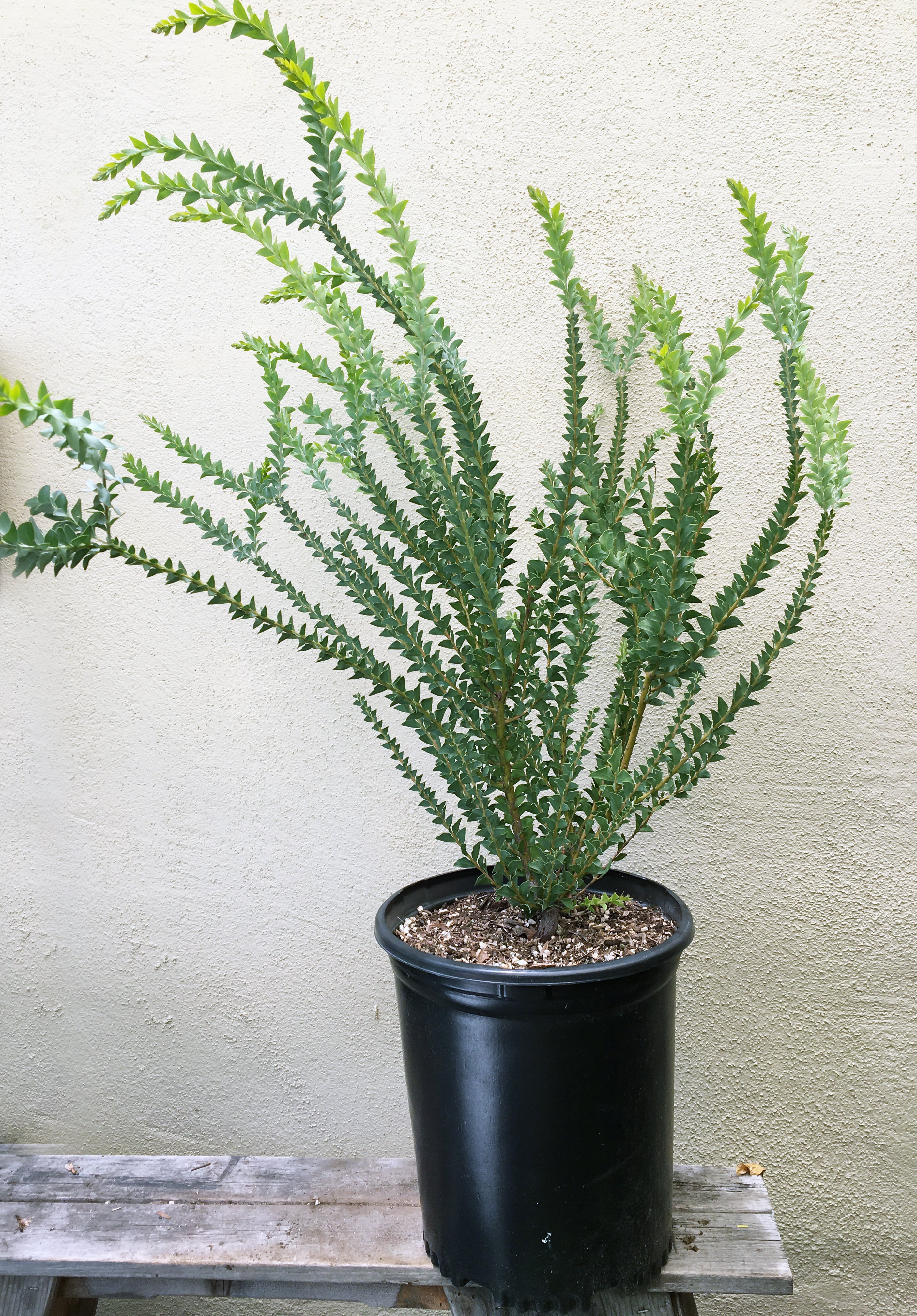 acacia house plant Acacia cultriformis, Knifeleaf acacia