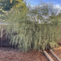 Acacia iteaphylla, Willow Wattle