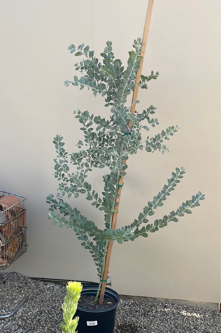 acacia indoor plant Acacia podalyriifolia, Pearl Acacia