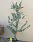 Acacia podalyriifolia, Pearl Acacia 5 gallon