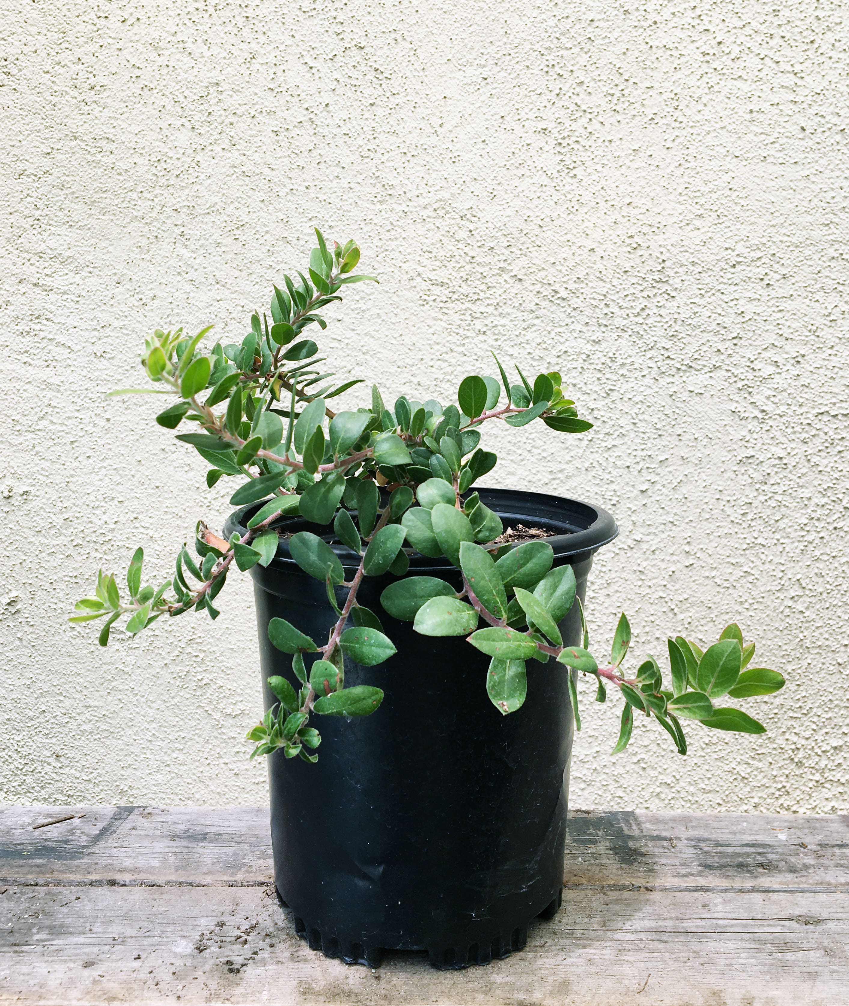 carmel succulents Arctostaphylos edmundsii 'Carmel Sur' , Groundcover manzanita