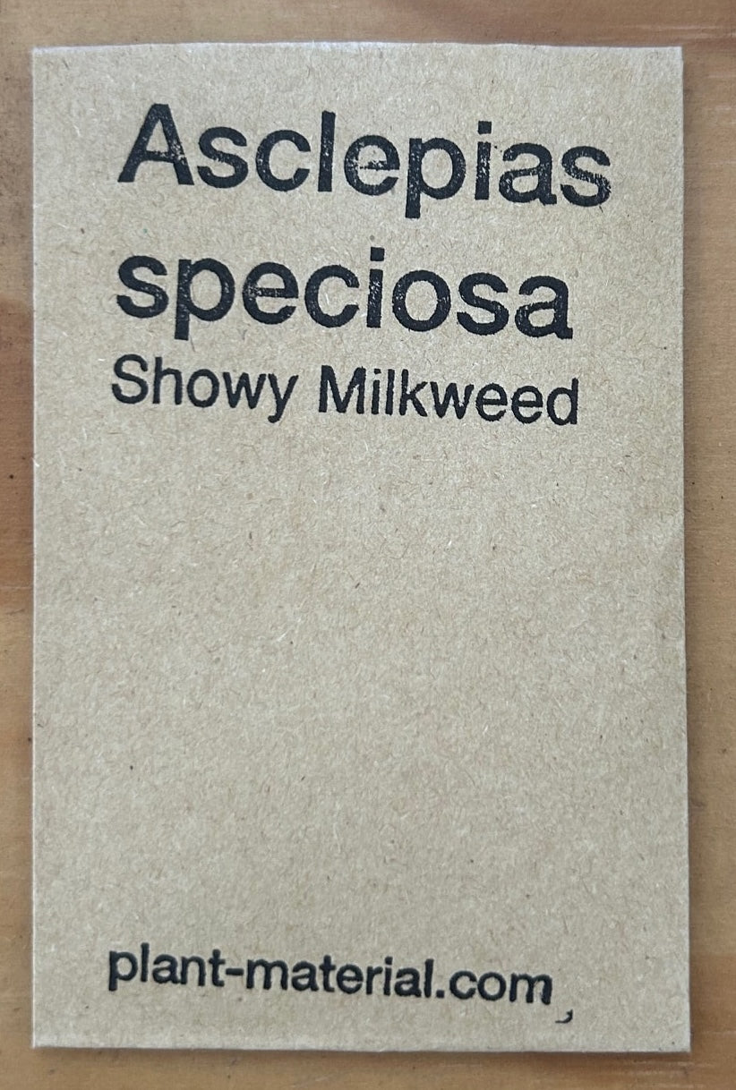 planting showy milkweed seeds Asclepias speciosa, Showy Milkweed Seeds