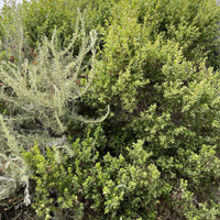 Baccharis pilularis var. consanguinea + artemisia californica