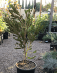 Banksia caleyi 5 gallon