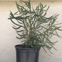 Banksia hookeriana, Hookers banksia 5 gallon