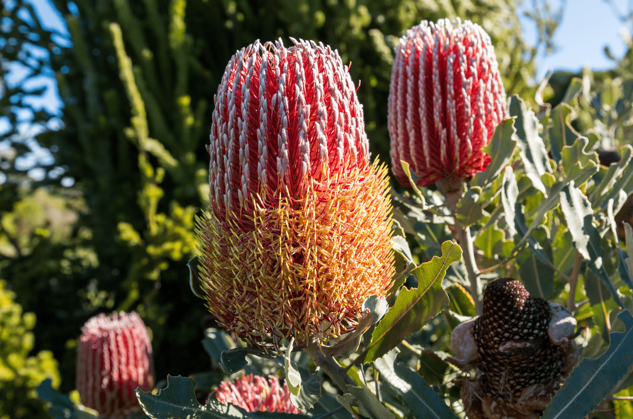Banksia menziesii, Flame Banksia