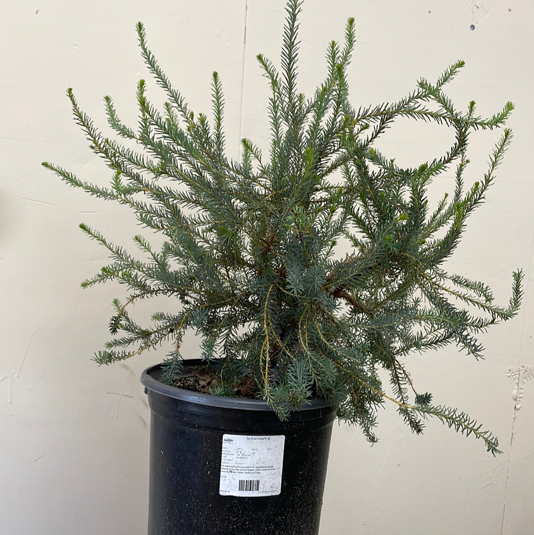 Banksia nutans, Coast Banksia – Plant Material