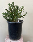 Banksia repens, Creeping Banksia 5 gallon